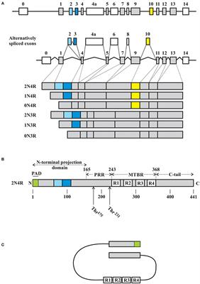 Alterations in Tau Metabolism in ALS and ALS-FTSD